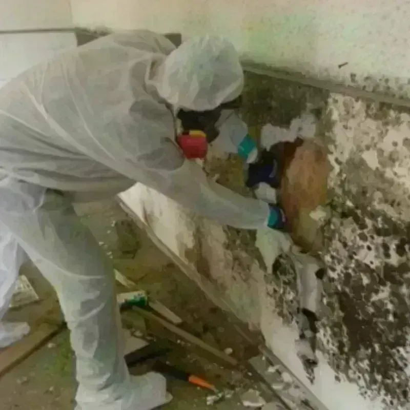 Mold Remediation and Removal in Sparta, IL